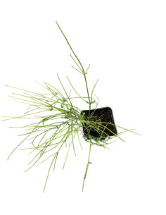 Kit 5 Piante Russelia Vaso 7 cm | Mondo Piante 2