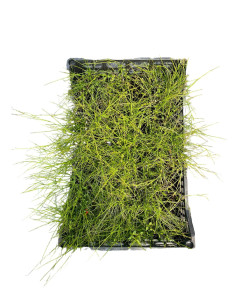 Kit 5 Piante Russelia Vaso 7 cm | Mondo Piante