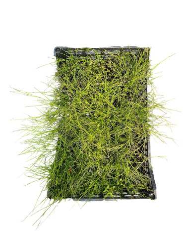 5 Piante di Russelia Vaso 7cm-Vendita Pianta Da Cespuglio|Mondo Piante