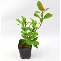 copy of Psidium Guajava Plant