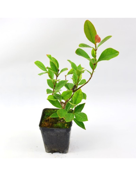 5 Piante Psidium Guajava in Vaso 7cm -Pianta  Online|Mondo Piante