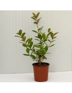 Pianta di Guava (Psidium Guajava) Vaso 14cm | Mondo Piante