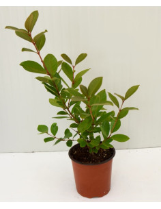Pianta di Guava (Psidium Guajava) Vaso 14cm | Mondo Piante 2