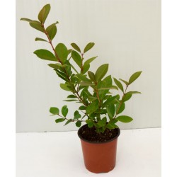 Pianta di Psidium Guajava... 2