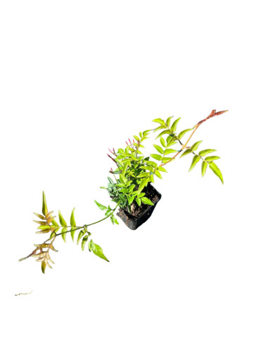 5 Piante di Polygala Myrtifolia Vaso 7cm-Cespugli|Vivaio Mondo Piante