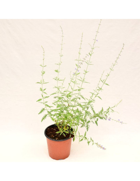 Perovskia Plant for Sale - Bush Plants Online | Mondo Piante