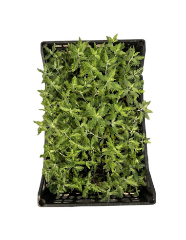 5 Piante di Perovskia Vaso 7cm - Pianta Da Cespuglio | Mondo Piante