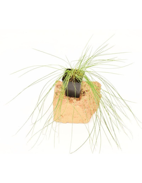 5 Piante di Pennisetum in Vaso 7cm-Pianta Da Cespuglio|Mondo Piante