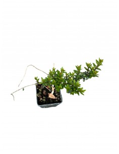 copy of Mirto Tarantino Plant