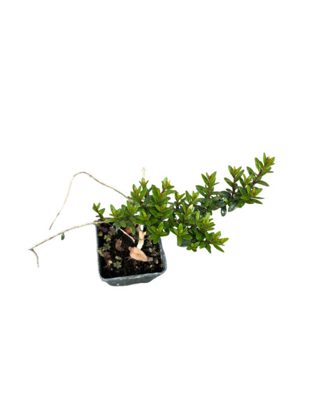 5 Piante di Mirto Tarentino Vaso 7cm-Pianta Da Cespuglio|Mondo Piante