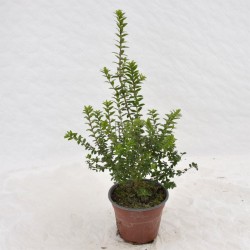 copy of Mirto Tarantino Plant