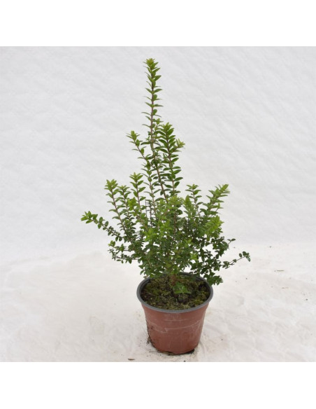 Pianta di Mirto Tarentina Vaso 14cm-Pianta Da Cespuglio |Mondo Piante