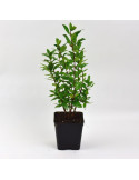 Offerta 5 Piante di Mirto Comune - Vaso 7 cm