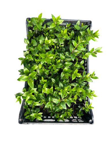 5 Piante di Mirto comune Vaso 7cm-Pianta Da Cespuglio | Mondo Piante