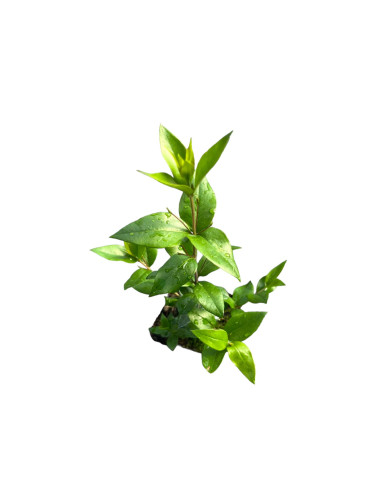 5 Piante di Mirto comune Vaso 7cm-Pianta Da Cespuglio | Mondo Piante