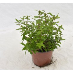 copy of Common Myrtle Plant