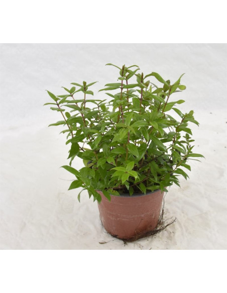 Vendita Pianta  Mirto Comune Vaso 14cm-Pianta Da Cespuglio|MondoPiante