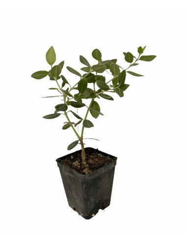 5 Piante di Metrosideros Vaso7cm - Pianta Da Cespuglio |Mondo Piante