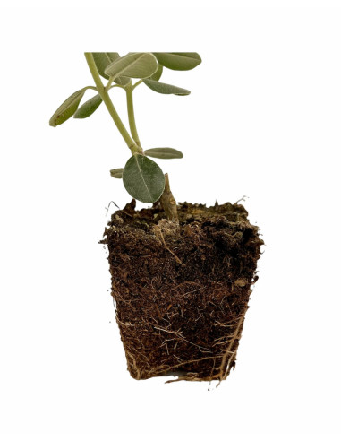 5 Piante di Metrosideros Vaso7cm - Pianta Da Cespuglio |Mondo Piante