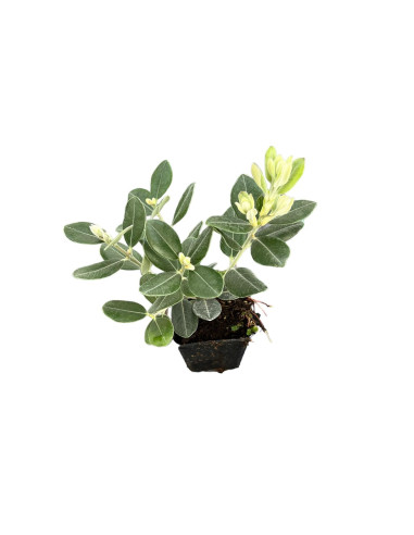 5 Piante di Metrosideros Vaso7cm - Pianta Da Cespuglio |Mondo Piante