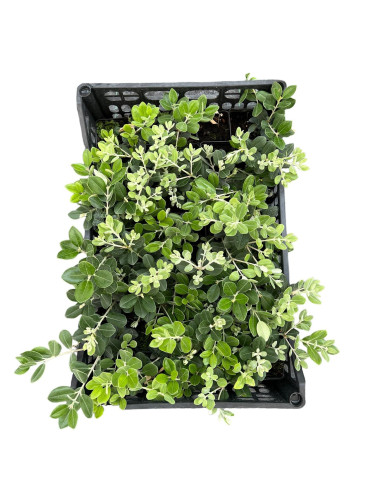 5 Piante di Metrosideros Vaso7cm - Pianta Da Cespuglio |Mondo Piante