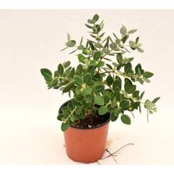 copy of Red Metrosideros Plant