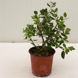 copy of Red Metrosideros Plant 2