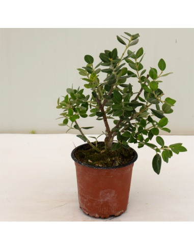 Pianta di Metrosideros in Vaso 14cm - Pianta Da Cespuglio|Mondo Piante