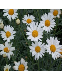 copy of Daisy Plant 2