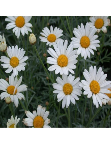 5 Piante di Margherita in Vaso 7cm- Pianta Da Cespuglio |Mondo Piante