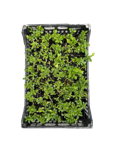 Duranta Repens Plant for Sale - Bush Plants Online | Mondo Piante