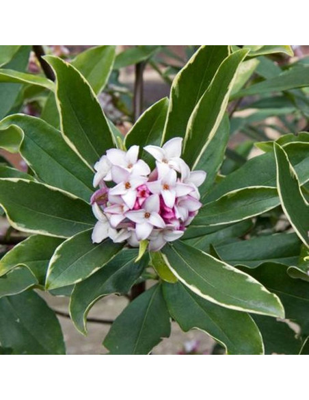 Pianta Daphne Vaso 18cm-Vendita Piante Da Cespuglio|Mondo Piante