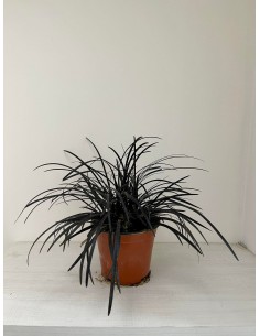 Pianta Ophiopogon...