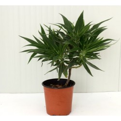 Pianta di Echium Vaso...