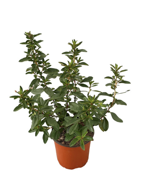 Escallonia Plant for Sale - Bush Plants Online | Mondo Piante