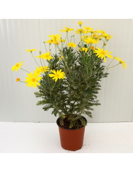 Pianta di Euryops Pectinatus Vaso 18cm -  Cespugli |Mondo Piante