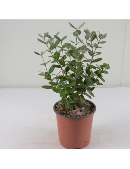 Pianta di Feijoa Sellowiana Vaso 14cm-Piante Da Cespuglio|Mondo Piante