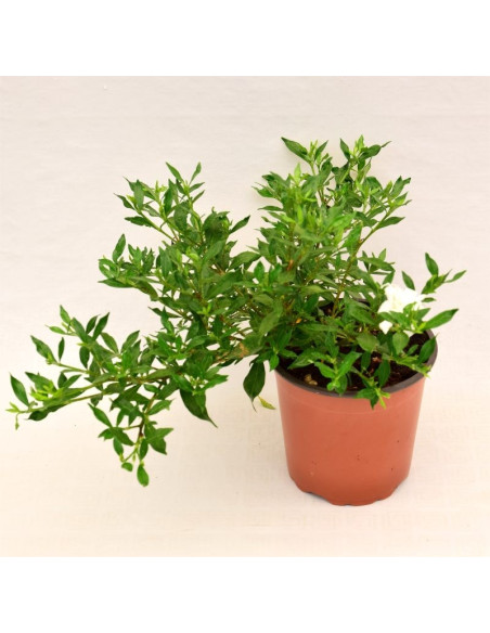 Pianta di Gardenia Nana Vaso 14cm-Piante Da Cespuglio|Mondo Piante