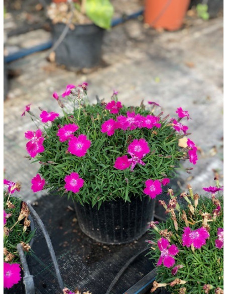 Pianta Garofanino 18cm - Vendita Piante Da Cespuglio|Mondo Piante