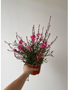 copy of Gaura Plant