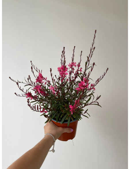 Gaura Plant for Sale - Bush Plants Online | Mondo Piante