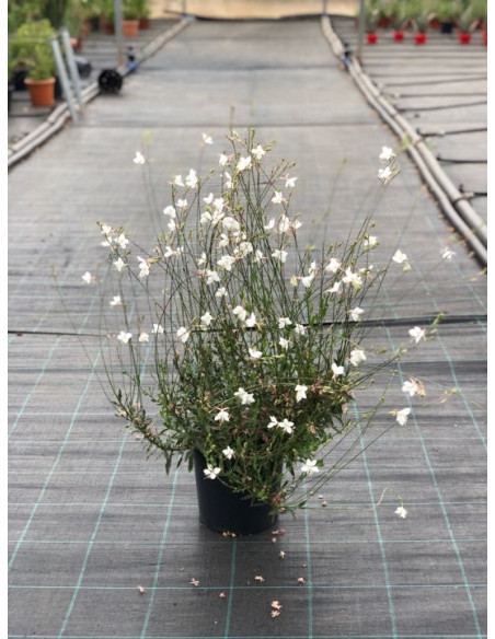 Pianta di Gaura in Vaso 18cm-Vendita Piante Da Cespuglio |Mondo Piante