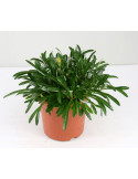 Pianta di Gazania Nivea in Vaso 18cm-Fiori Decorativi
