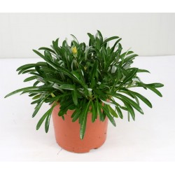 copy of Gazania Nivea Plant