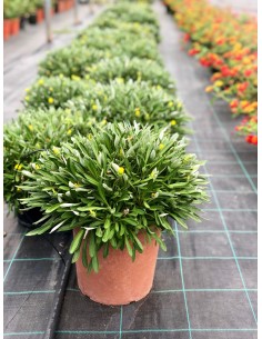 Pianta di Gazania Nivea in... 2