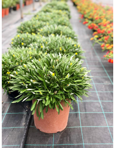 Pianta di Gazania Nivea Vaso 18cm - Piante Da Cespuglio|Mondo Piante