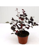 copy of Loropetalum Fire Dance Plant