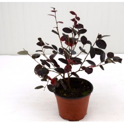 copy of Loropetalum Fire...