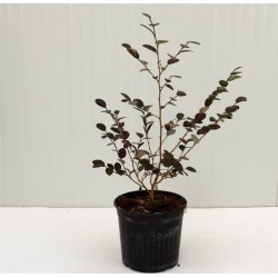 Pianta di Loropetalum in... 2