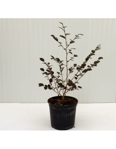 Pianta di Loropetalum in Vaso 14cm - Pianta Da Cespuglio |Mondo Piante